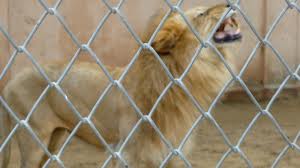 Jaipur Zoo, Rajasthan 