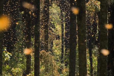 Nature in Germany