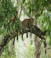 Kabini Wildlife