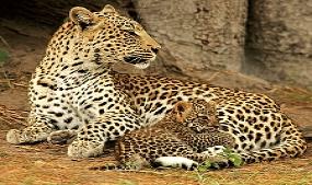 Bhagwan Mahavir Wildlife Sanctuary