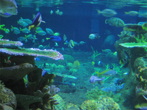 Hong Kong Ocean Park