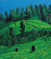 Coorg The Scotland of india