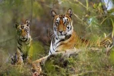 Parambikulam Wildlife sanctuary Palakkad Kerala