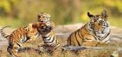 Kanha National Park