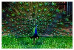 Thiruvananthapuram Zoo
