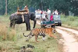 Kanha  Madhya Pradesh 