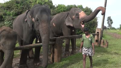 Mudumalai National Park , Tamil Nadu