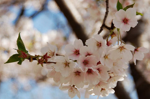The history of Beihai Park Western Hills Autumn Tourism Festival