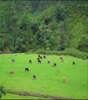 Mattupedi Dairy Farm