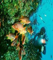 Diving Maldives