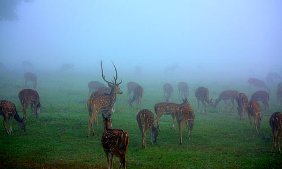 Annamalai National Park