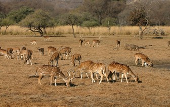 Gajner Wildlife Sanctuary,
