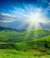 Tea Plantations