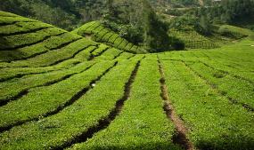 Attractions in cameron Highland