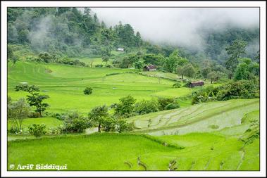Ukhrul the land of shiroy lily