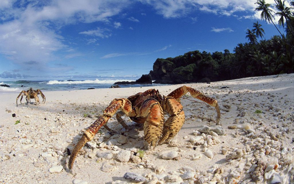 coconut crabs