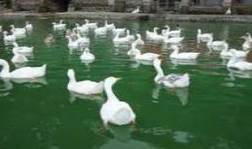 Nainital Zoo