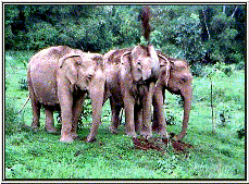 Simlipal National Park