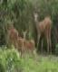 Someshwara Wildlife Sanctuary