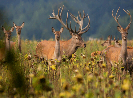 Top Wildlife destinations - Wildlife Tourist spots