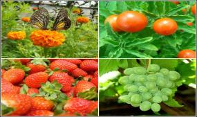 About Cameron Highlands