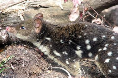 Tasmania