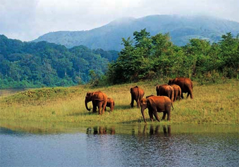 Periyar National Park